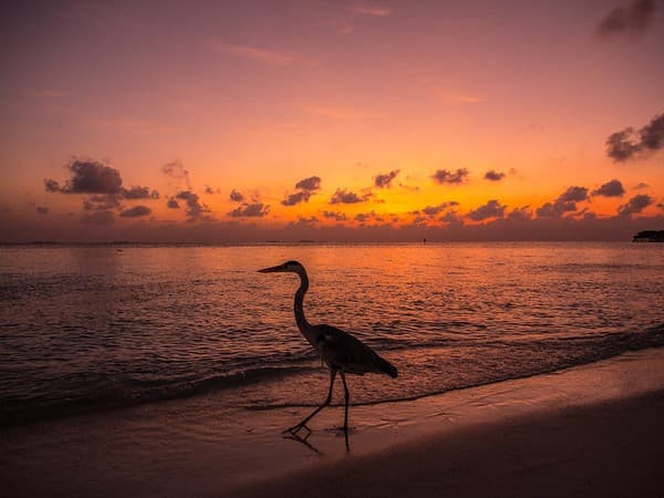Grey Heron at Vilamendhoo - South Ari Atoll - Maldives Grey Heron at Vilamendhoo - South Ari Atoll - Maldives