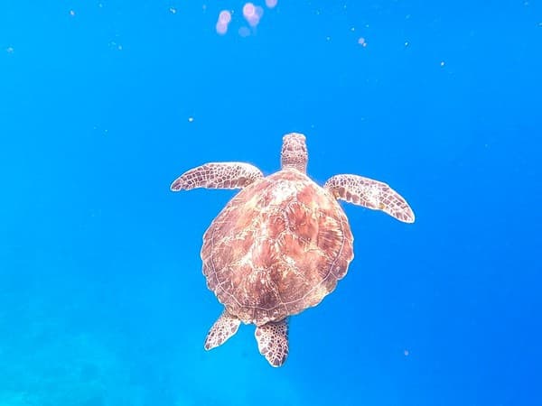 South Ari Atoll - Maldives South Ari Atoll - Maldives