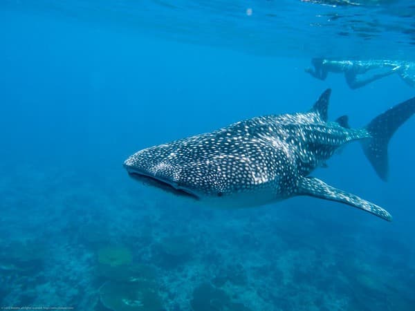 Maamigili Whale Shark Point Maamigili Whale Shark Point