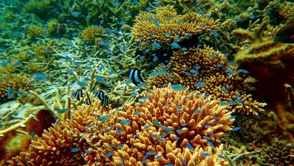 Snorkelling in Flic-en-Flac, Mauritius Snorkelling in Flic-en-Flac, Mauritius