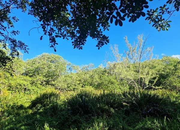 Bras d’Eau National Park Bras d’Eau National Park