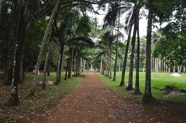 Jardin botanique Sir Seewoosagur Ramgoolam - jardin de Pamplemousses - Ile Maurice (39) Jardin botanique Sir Seewoosagur Ramgoolam - jardin de Pamplemousses - Ile Maurice (39)