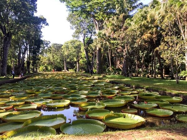 Pamplemousses, Mauritius Pamplemousses, Mauritius