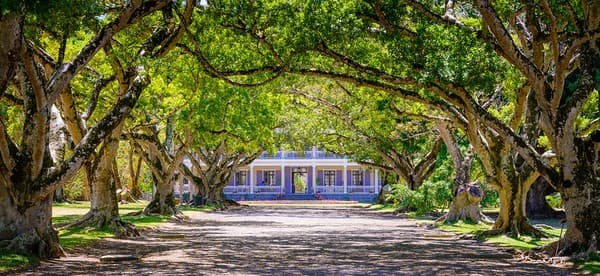 Ficus Retusa Avenue Ficus Retusa Avenue