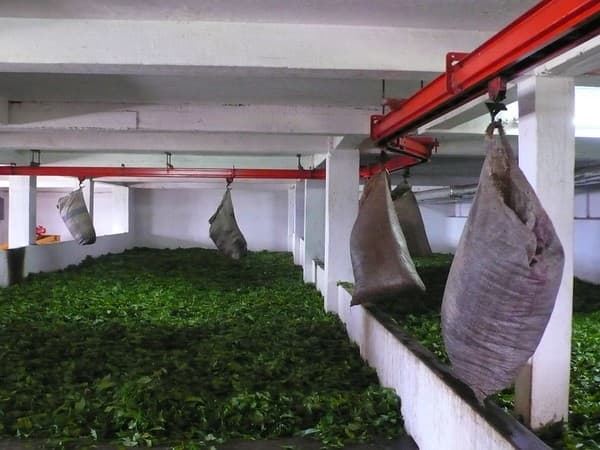 Bois Chéri Tea Factory & Museum Bois Chéri Tea Factory & Museum