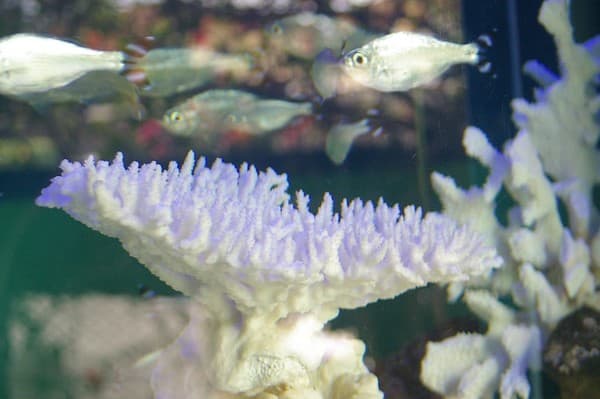 Mauritius Aquarium Photo 2 Mauritius Aquarium Photo 2