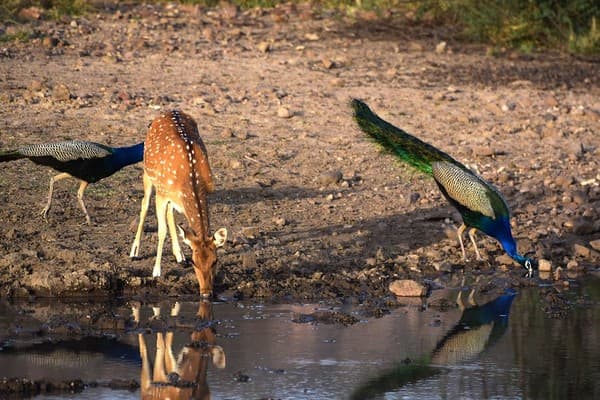 Drinking, Ranthambore national park, India Drinking, Ranthambore national park, India