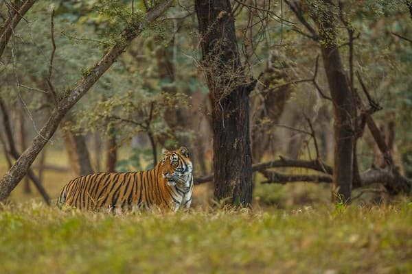 Tiger - Ranthambore national park Tiger - Ranthambore national park