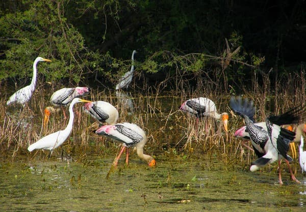 Keoladeo National Park, Bharatpur, India Keoladeo National Park, Bharatpur, India