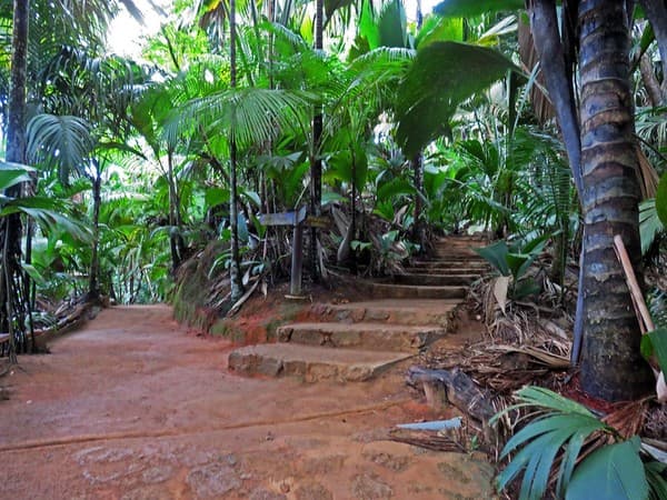 Explore Vallée de Mai Nature Reserve (UNESCO) Photo 1