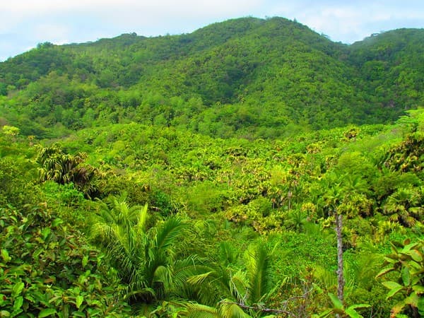 Explore Vallée de Mai Nature Reserve (UNESCO) Photo 3