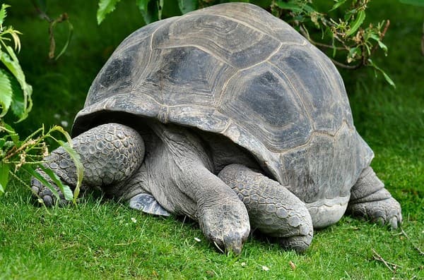 See Aldabra giant tortoises on Curieuse Island See Aldabra giant tortoises on Curieuse Island