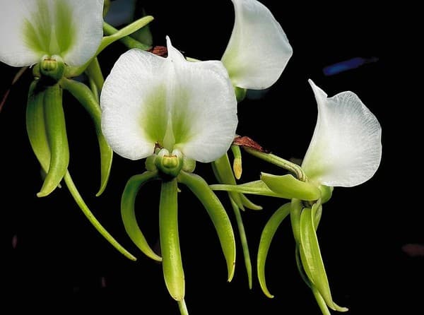 Stroll Seychelles National Botanical Gardens Stroll Seychelles National Botanical Gardens