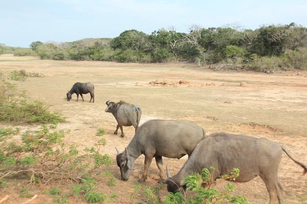 Safari in Yala National Park Photo 3