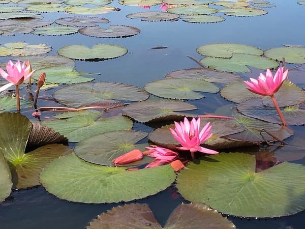 Red Lotus Sea (Talay Bua Daeng, Dec–Feb) Red Lotus Sea (Talay Bua Daeng, Dec–Feb)