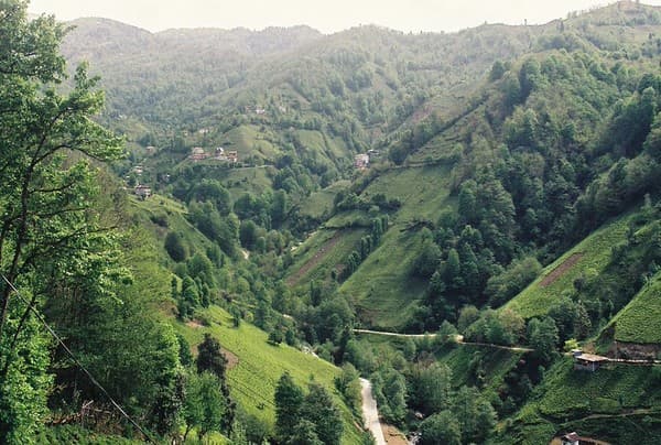 Rize tea plantations & Ayder Plateau Photo 1