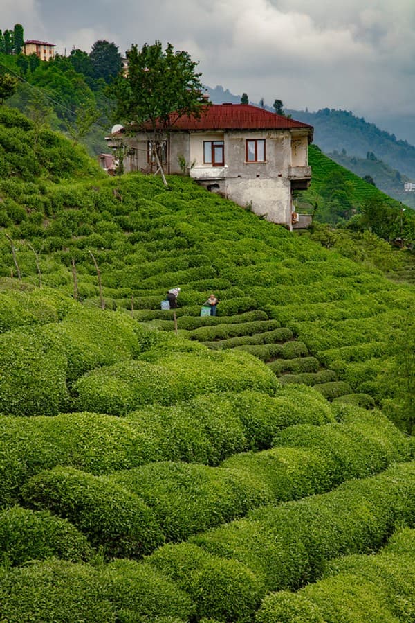 Rize tea plantations & Ayder Plateau Photo 2