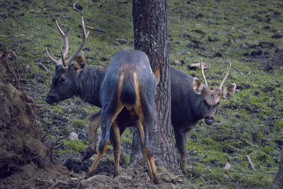 Bhutan Wildlife & Birding Tour: Phobjikha & Jigme Dorji Bhutan Wildlife & Birding Tour: Phobjikha & Jigme Dorji