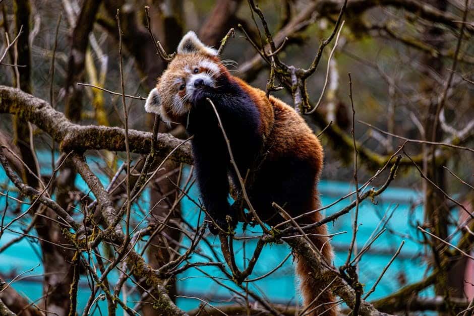 Sikkim Wildlife & Birding Special: Seasonal Migrants & Endemics Sikkim Wildlife & Birding Special: Seasonal Migrants & Endemics