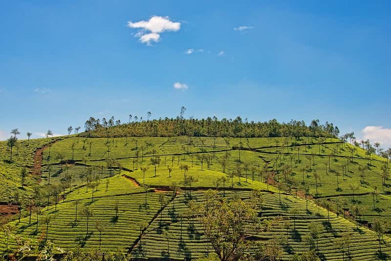 Spice Route & Village Stay: Thekkady Plantation Walks & Cooking Class Spice Route & Village Stay: Thekkady Plantation Walks & Cooking Class