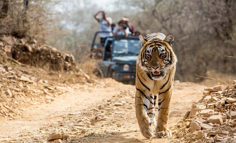 Uttarakhand Wildlife & Culture: Corbett, Lansdowne & Local Tours Uttarakhand Wildlife & Culture: Corbett, Lansdowne & Local Tours