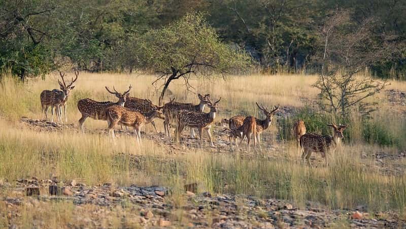 Wildlife & Desert Expedition: Ranthambore Safari to Jaisalmer Dunes Wildlife & Desert Expedition: Ranthambore Safari to Jaisalmer Dunes