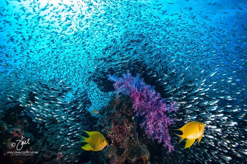 Andaman Deep Dive: 7 Nights of PADI Courses & Guided Dives Andaman Deep Dive: 7 Nights of PADI Courses & Guided Dives