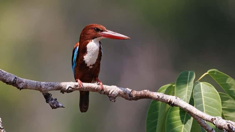 Goa Wildlife & Birding 4N: Salim Ali Sanctuary & Cotigao Trails Goa Wildlife & Birding 4N: Salim Ali Sanctuary & Cotigao Trails
