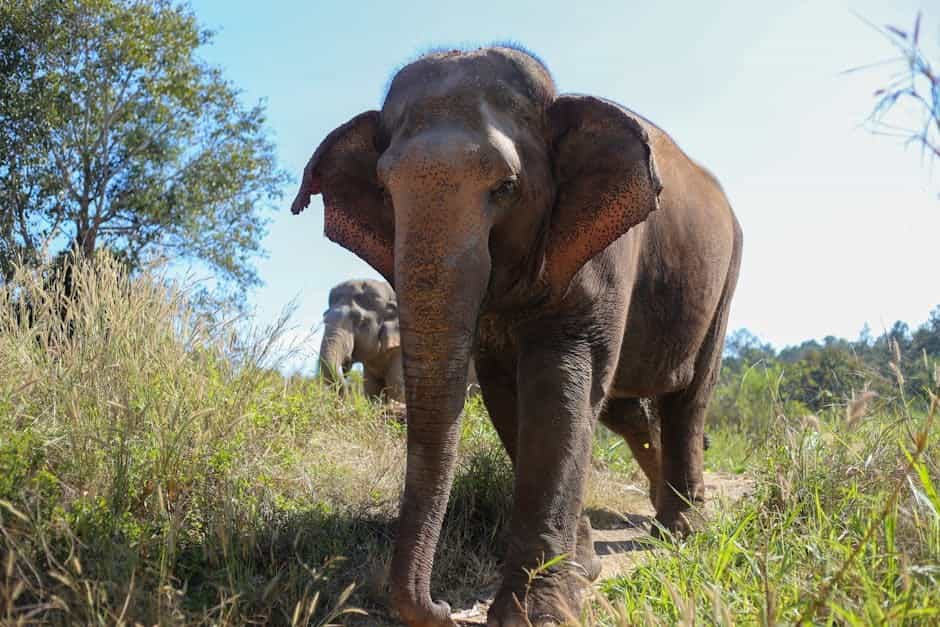 Chiang Mai Cultural & Elephant Sanctuary: Temples, Crafts & Ethical Wildlife Chiang Mai Cultural & Elephant Sanctuary: Temples, Crafts & Ethical Wildlife