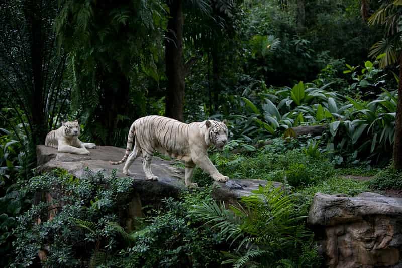 Wildlife & Night Safari Experience: Mandai Park Adventure Wildlife & Night Safari Experience: Mandai Park Adventure