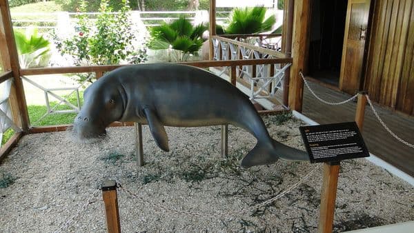 Wandoor - Dugong model at Mahatma Gandhi Marine National Park museum Wandoor - Dugong model at Mahatma Gandhi Marine National Park museum