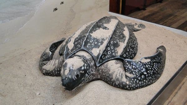 Wandoor - Turtle model at Mahatma Gandhi Marine National Park museum Wandoor - Turtle model at Mahatma Gandhi Marine National Park museum
