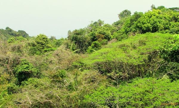 Mount Harriet National Park, Andaman, India. Mount Harriet National Park, Andaman, India.