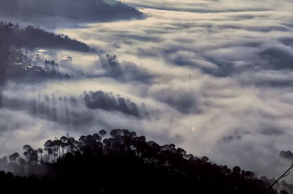 The Stand of Pine Trees in a River of Clouds at Barog Valley, India The Stand of Pine Trees in a River of Clouds at Barog Valley, India