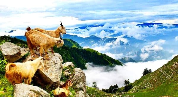 Churdhar Peak Churdhar Peak