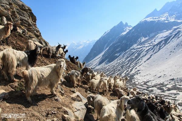 Hampta Pass Hampta Pass