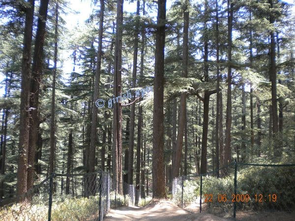 Trees of Naldehra Trees of Naldehra