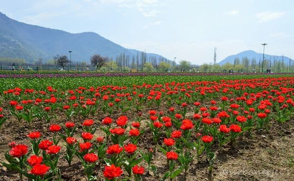 Valley of Flowers... Valley of Flowers...