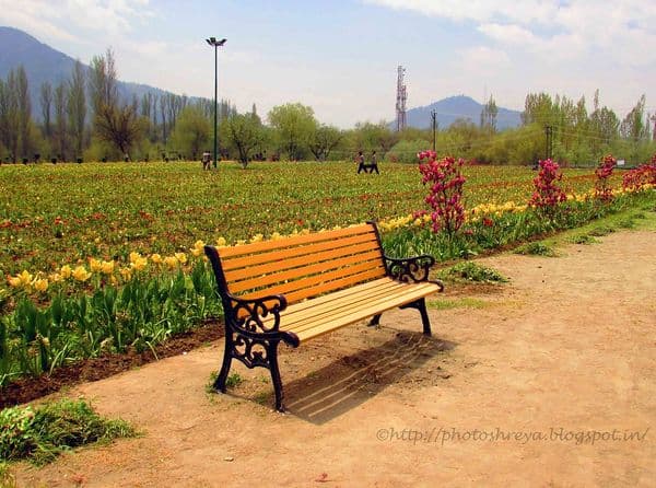 beside the flowers beside the flowers
