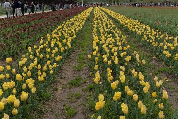 More lovely Tulips, this time in bright yellow More lovely Tulips, this time in bright yellow
