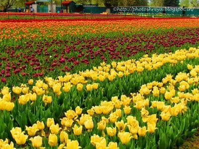 Indira Gandhi Memorial Tulip Garden Indira Gandhi Memorial Tulip Garden