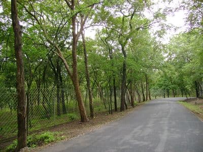 Marayoor Sandalwood Forest Marayoor Sandalwood Forest