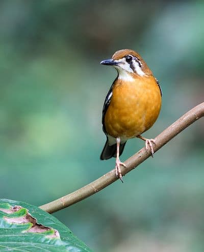 Thattekad Bird Sanctuary (Salim Ali Bird Sanctuary) Thattekad Bird Sanctuary (Salim Ali Bird Sanctuary)