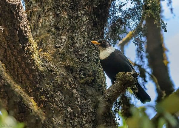 Binsar Wildlife Sanctuary Photo 0 Binsar Wildlife Sanctuary Photo 0