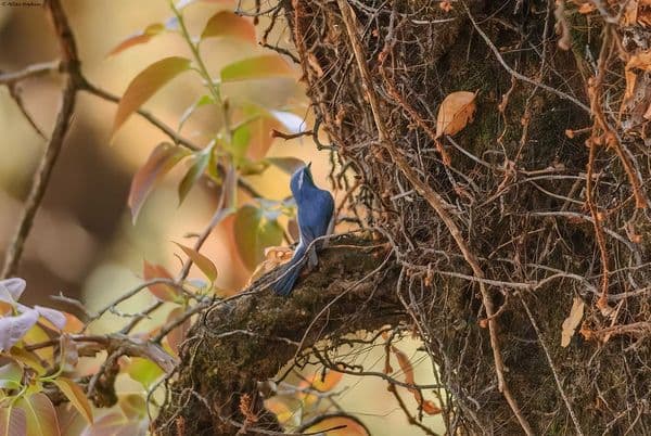 Binsar Wildlife Sanctuary Photo 1 Binsar Wildlife Sanctuary Photo 1