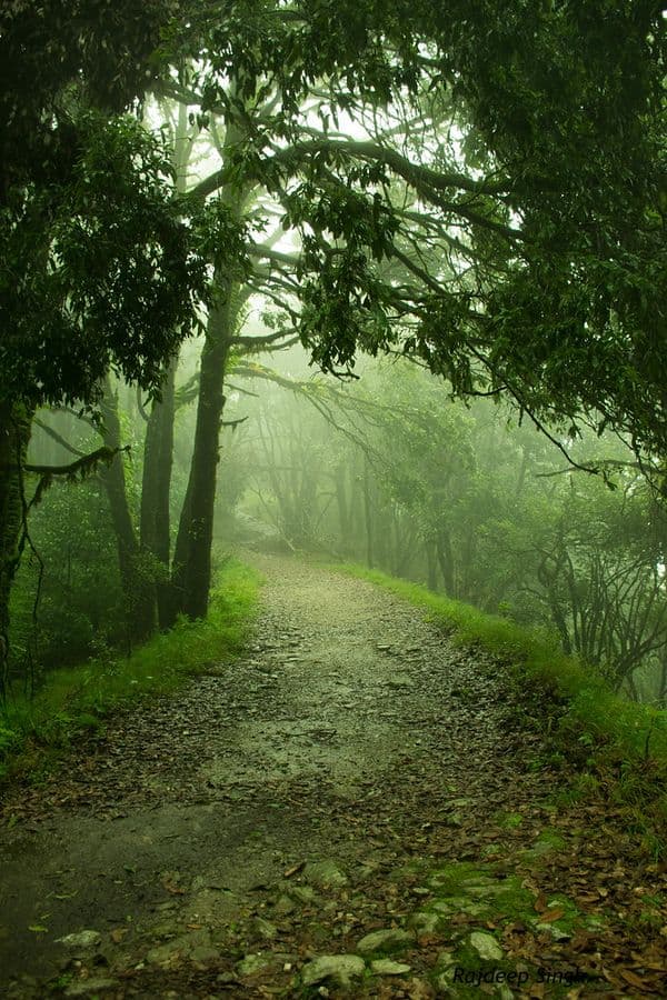 Binsar Wildlife Sanctuary Photo 4 Binsar Wildlife Sanctuary Photo 4