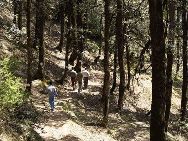 Deoban Forest Photo 0 Deoban Forest Photo 0