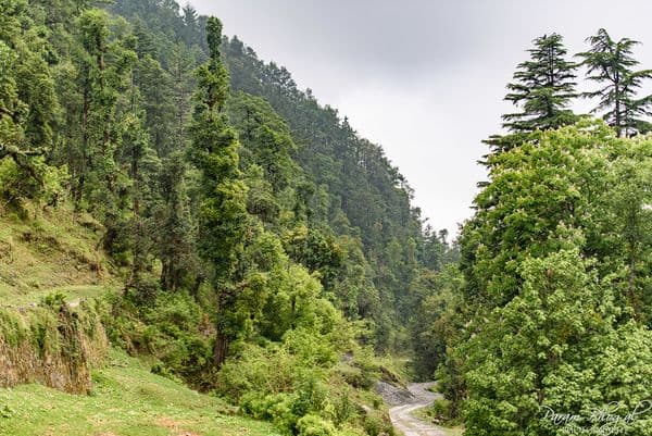 Deoban Forest Photo 1 Deoban Forest Photo 1