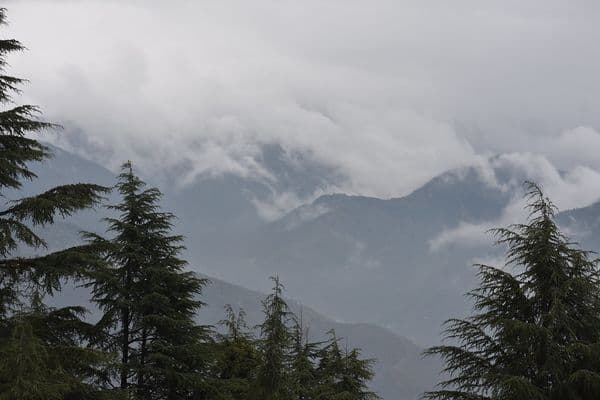 Deoban Forest Photo 3 Deoban Forest Photo 3