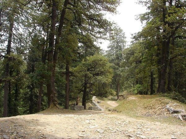 Deoban Forest Photo 4 Deoban Forest Photo 4